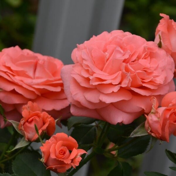 Роза плетистая Ди Ди Бриджуотер